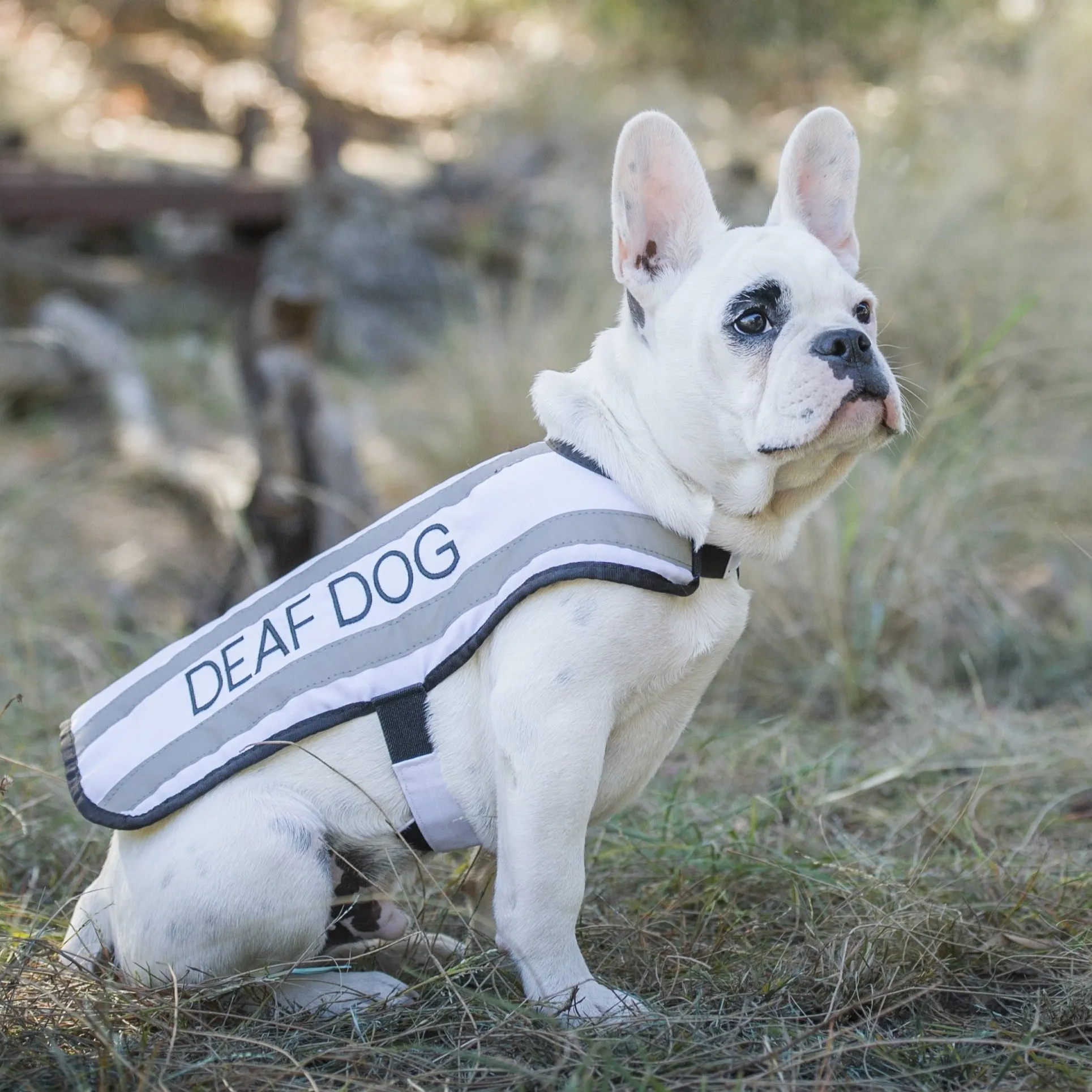 DEAF DOG - Small Coat